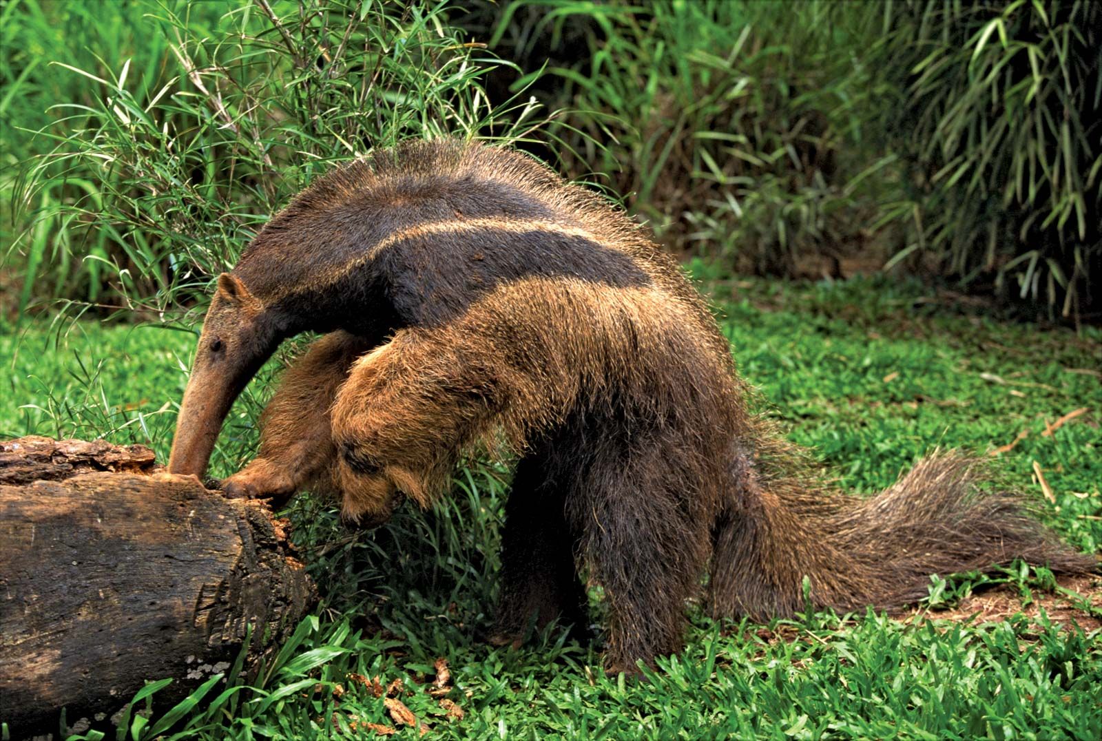 Giant Anteater - Myrmecophaga tridactyla