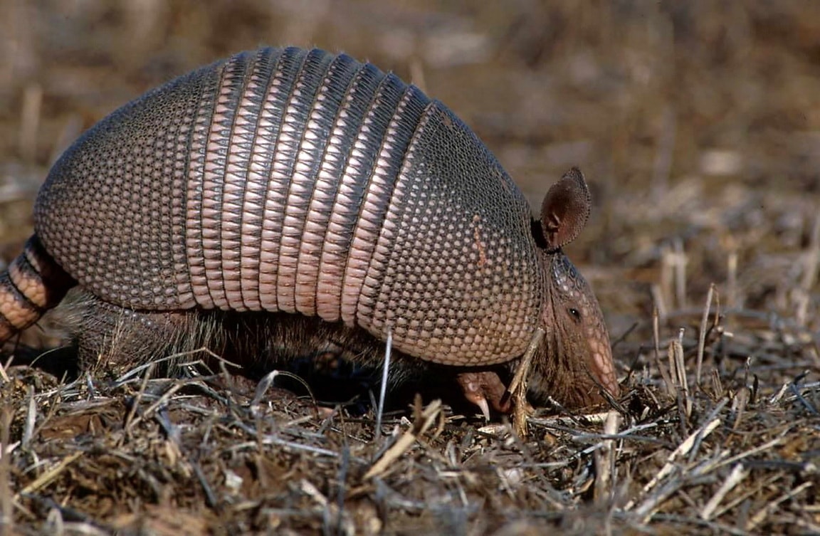 Nine-banded Armadillo - Dasypodidae