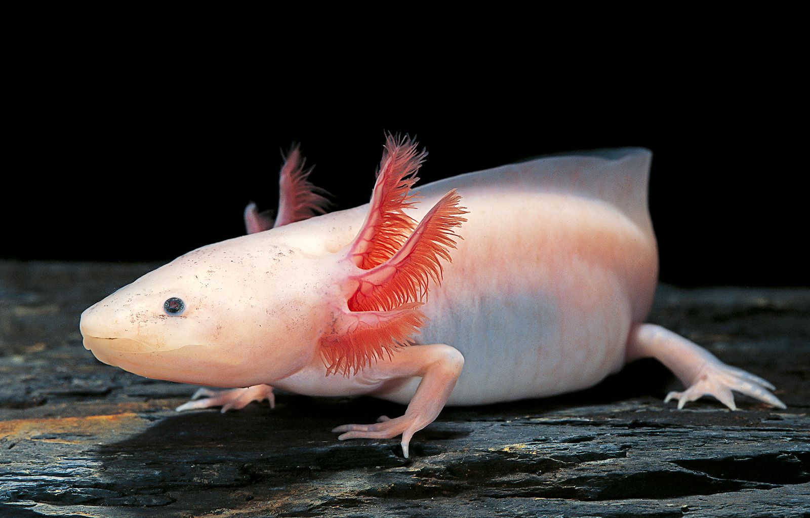 Axolotl - Ambystoma mexicanum
