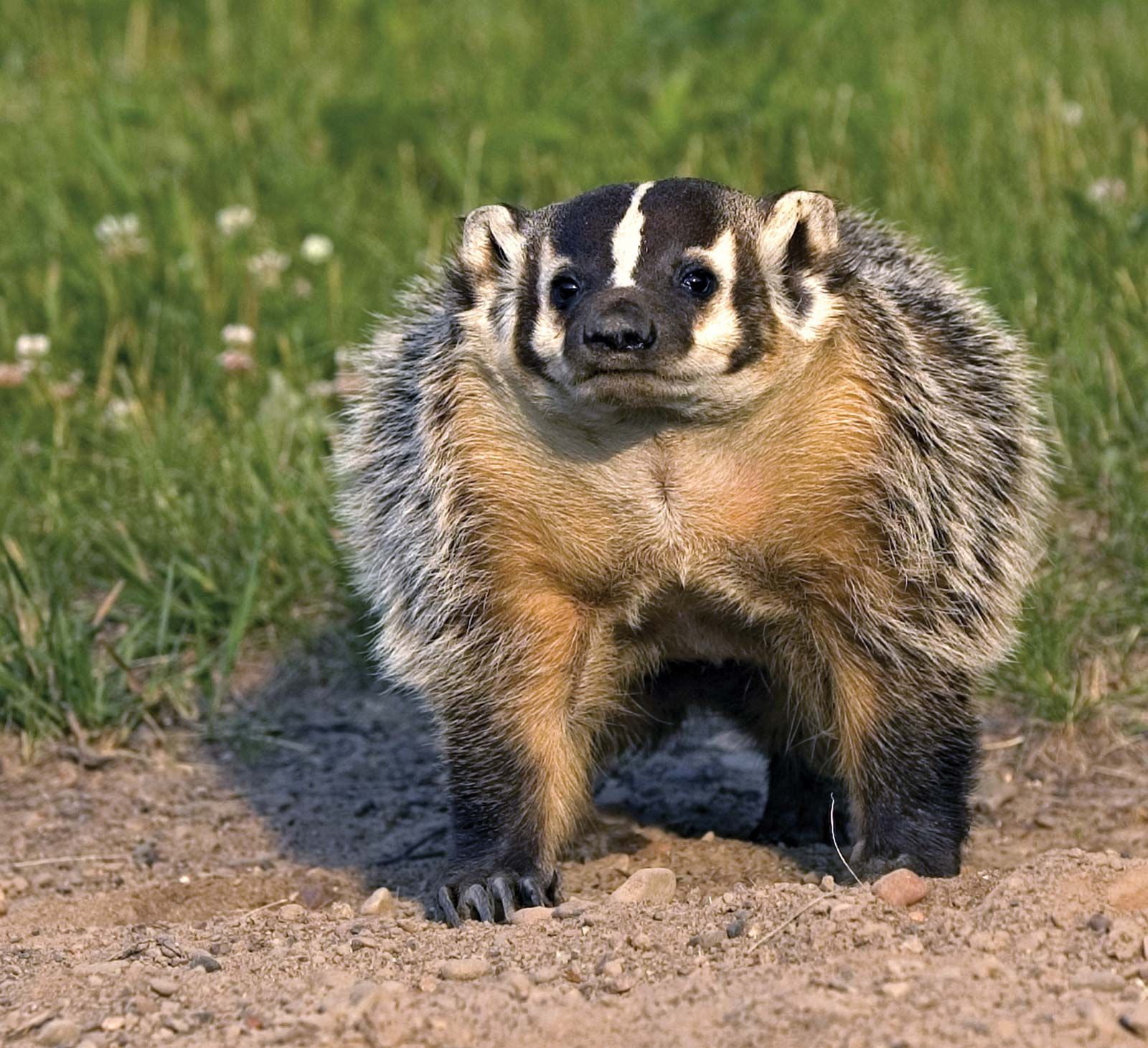 American Badger - Taxidea taxus