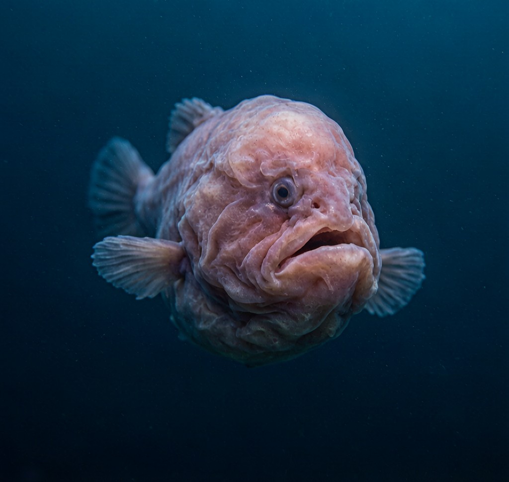 A Blobfish (Psychrolutes marcidus) in its deep-sea habitat, displaying its characteristic gelatinous body adapted to extreme ocean depth pressure