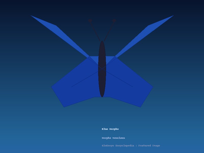 Blue Morpho - Morpho menelaus