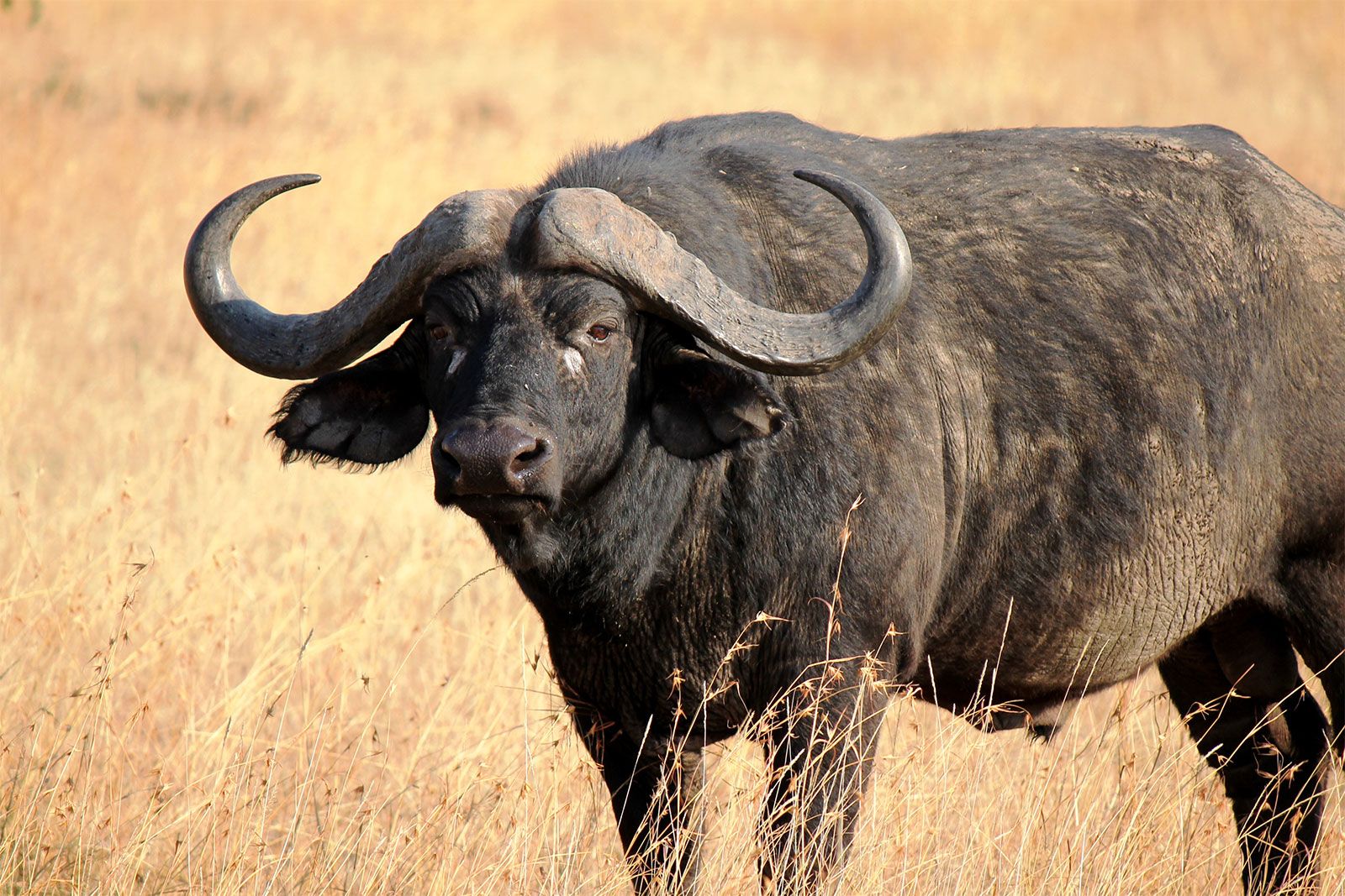 Cape Buffalo - Syncerus caffer