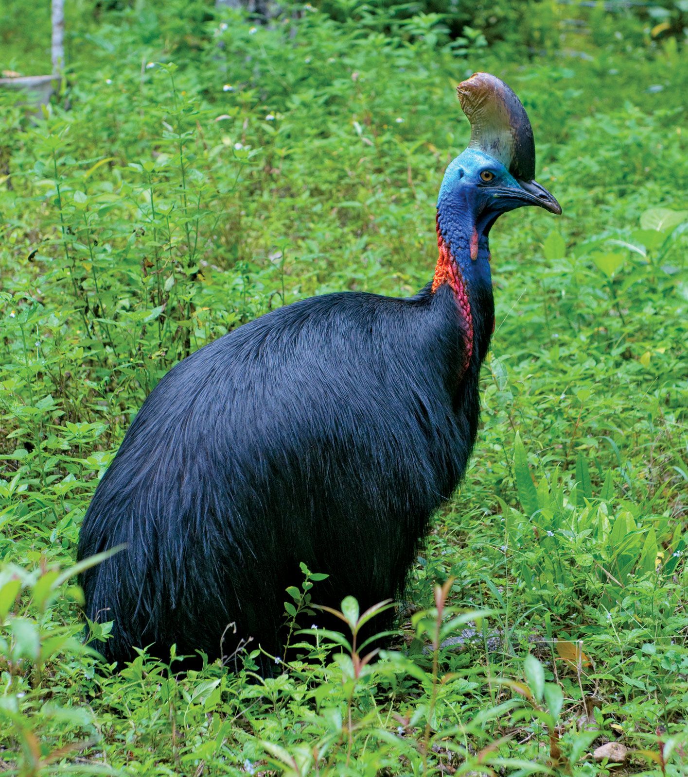 Southern Cassowary - Casuarius casuarius