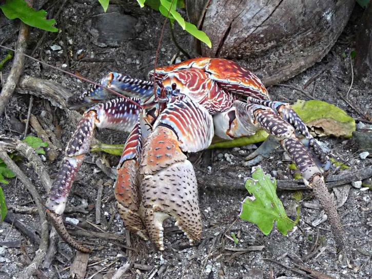 Coconut Crab - Birgus latro