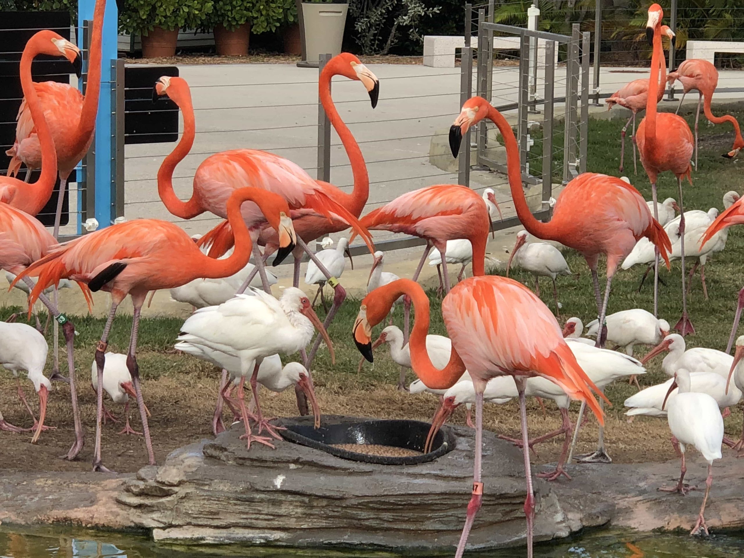 Greater Flamingo - Phoenicopterus roseus