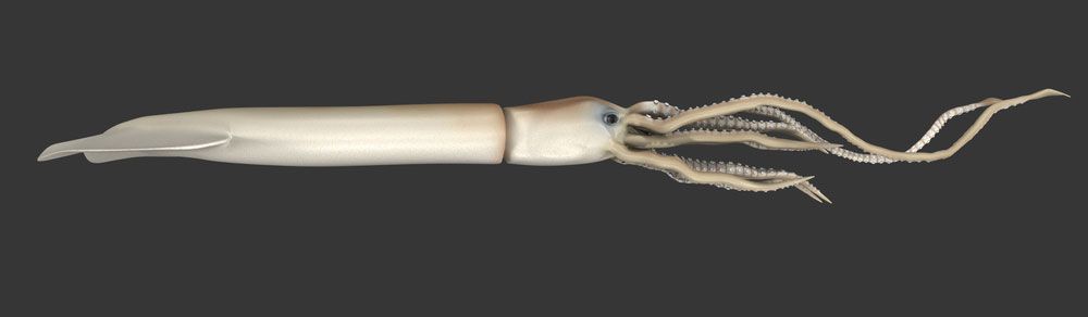 Giant Squid - Architeuthis dux