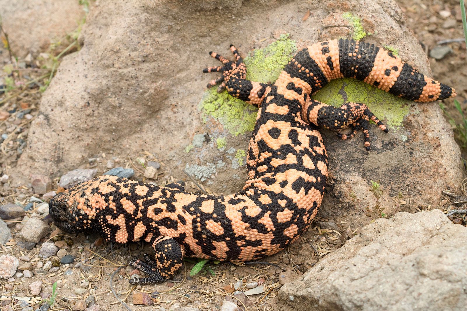 Gila Monster - Heloderma suspectum