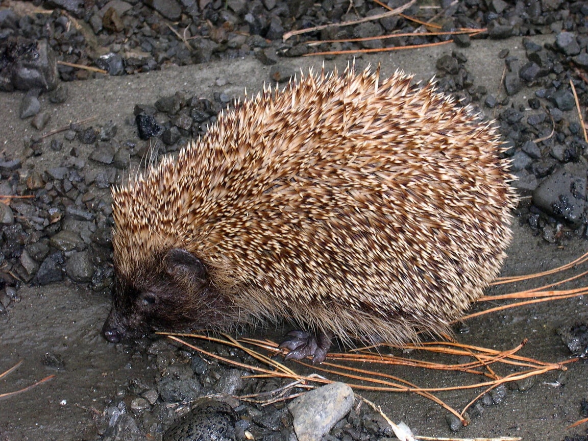 Hedgehog - Erinaceidae