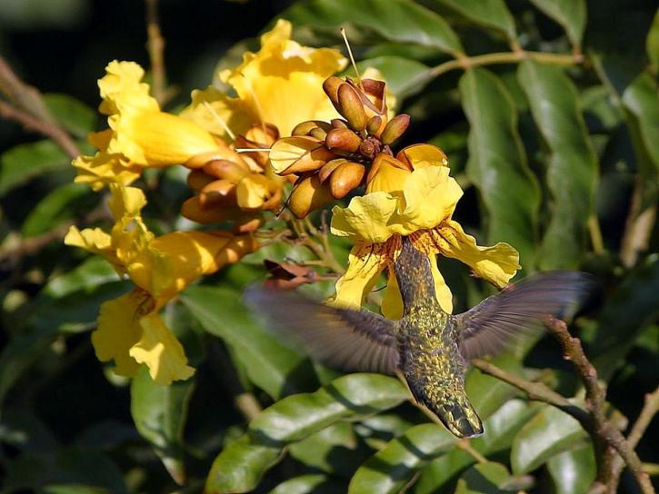 Ruby-Throated Hummingbird - Archilochus colubris