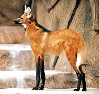 Maned Wolf - Chrysocyon brachyurus