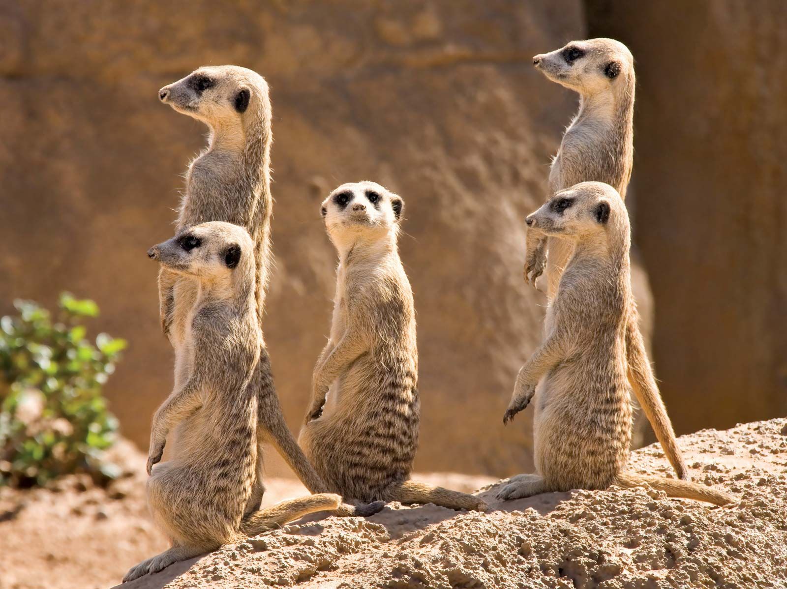 Meerkat - Suricata suricatta