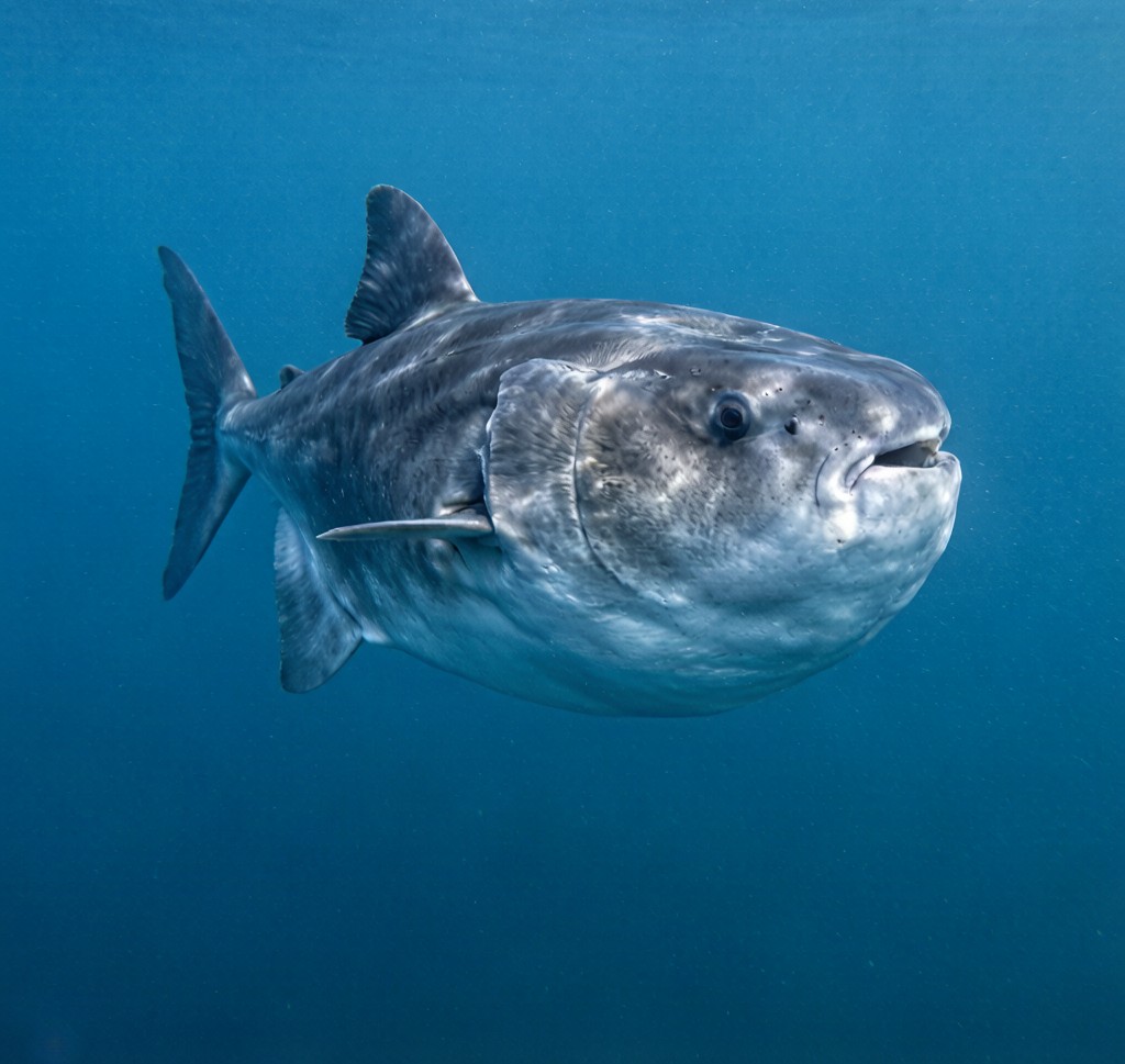 An Ocean Sunfish (Mola mola) swimming in open ocean blue water, displaying its distinctive flattened disc-shaped body