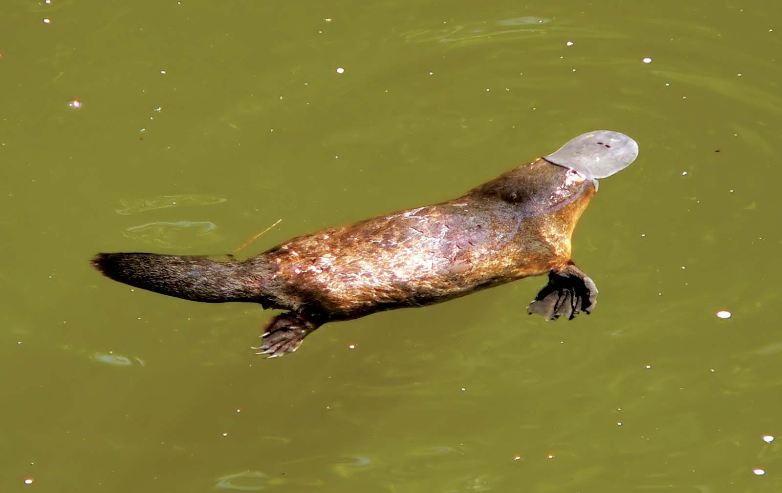 Platypus - Ornithorhynchus anatinus