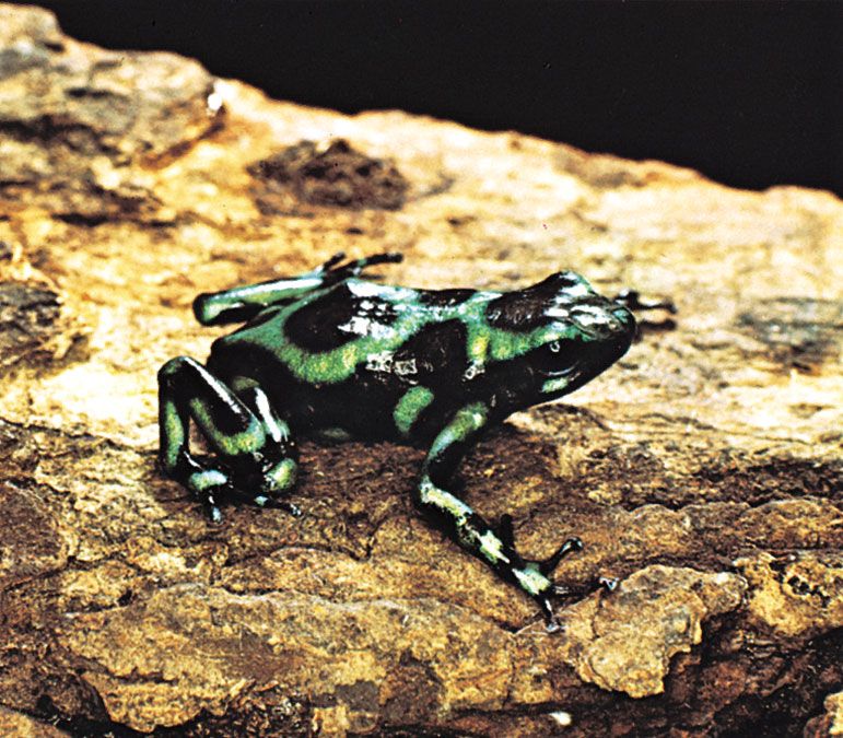 Poison Dart Frog - Dendrobates auratus