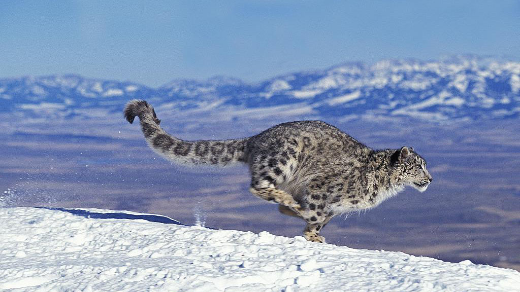 Snow Leopard (Panthera uncia)
