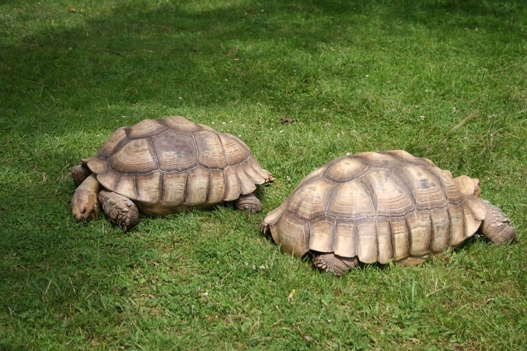 African Spurred Tortoise - Centrochelys sulcata