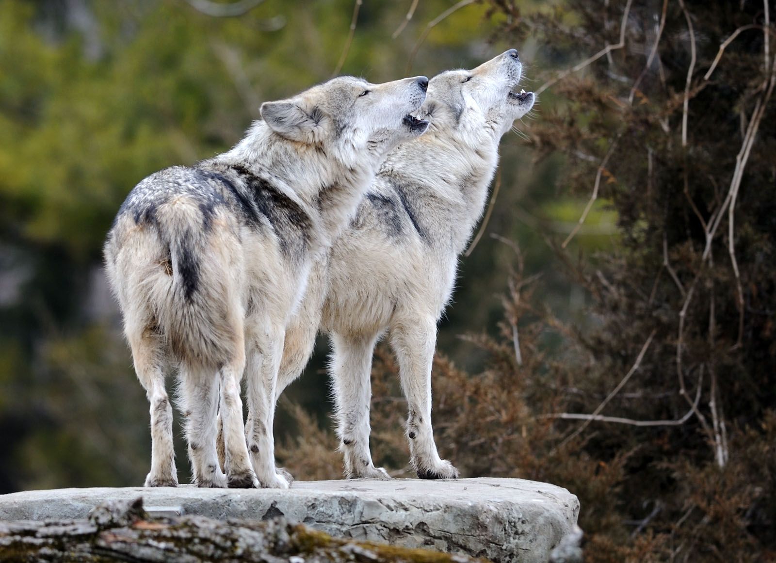 Arctic Wolf - Canis lupus arctos