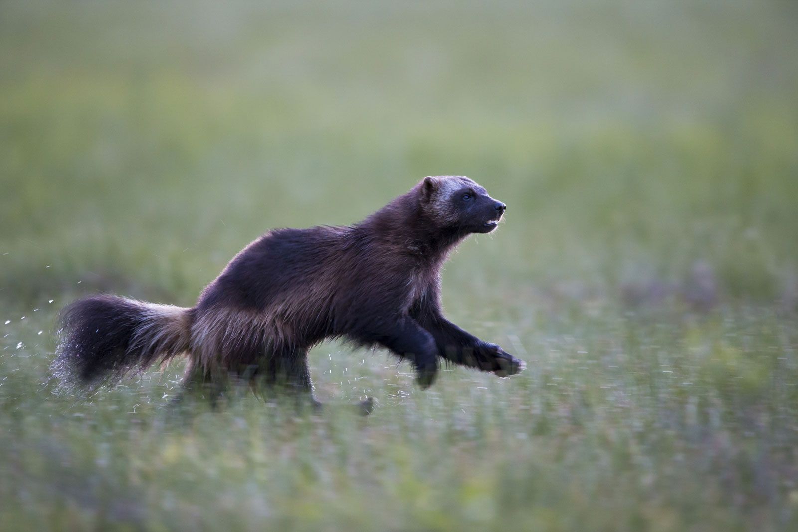 Wolverine - Gulo gulo