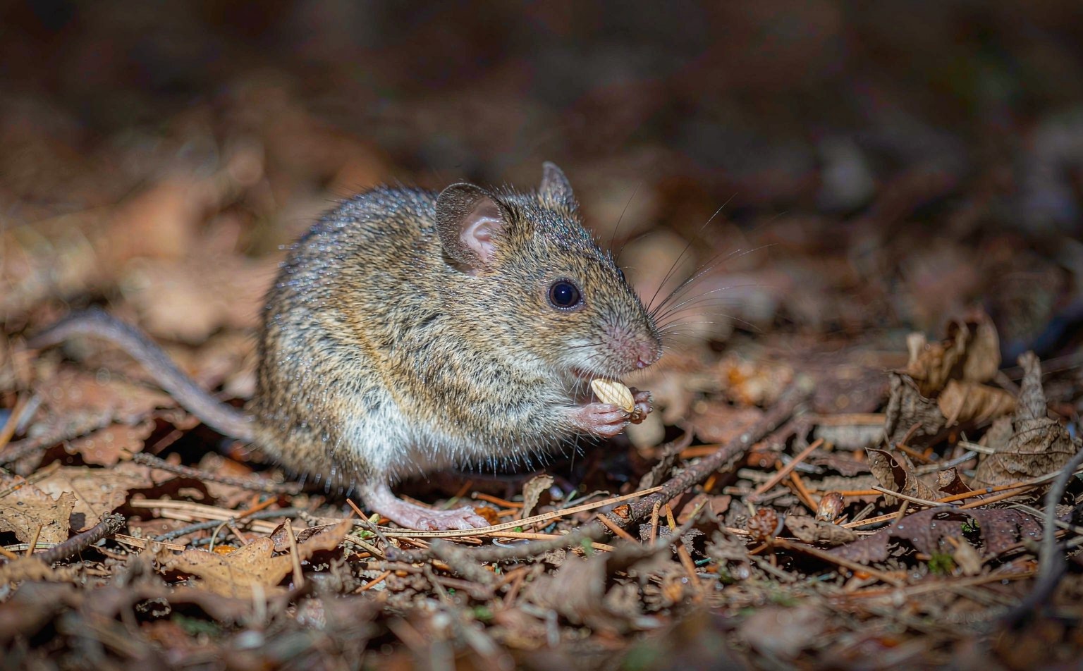 Wood Mouse (Apodemus sylvaticus) on leaf litter