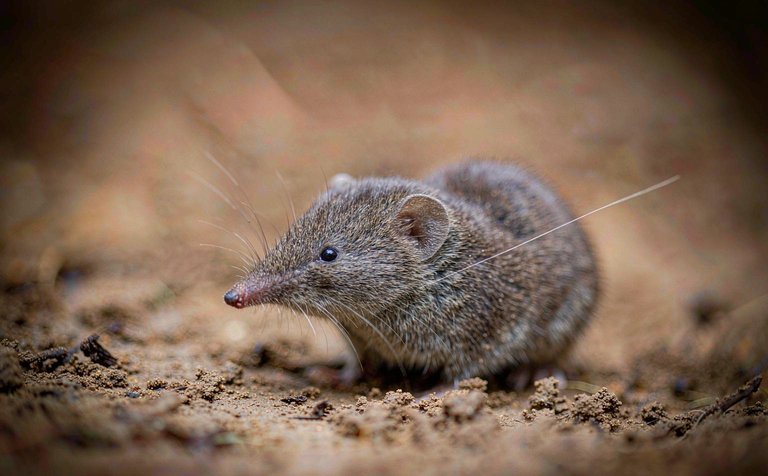 Greater White-toothed Shrew (Crocidura russula) on soil