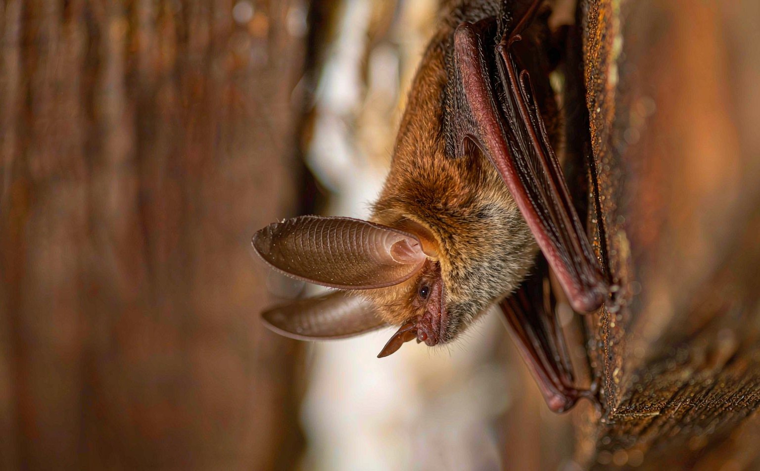 Brown Long-eared Bat (Plecotus auritus) at rest in a roost