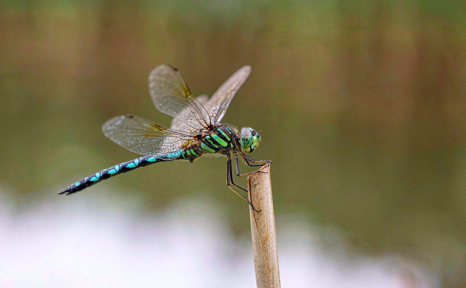 Southern Hawker dragonfly (Aeshna cyanea) perched on a reed