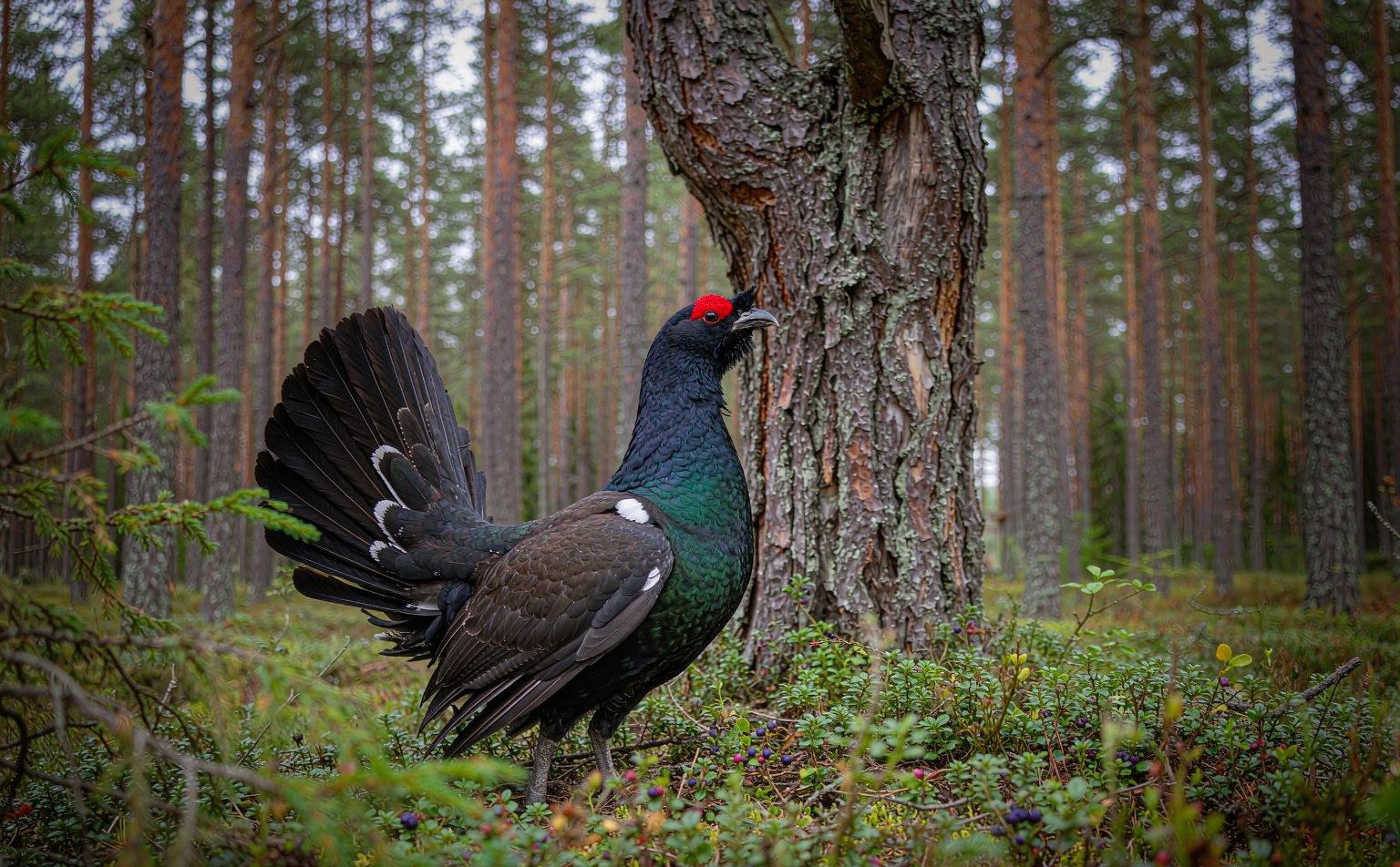 Male Western Capercaillie (Tetrao urogallus) displaying in a Scots pine forest