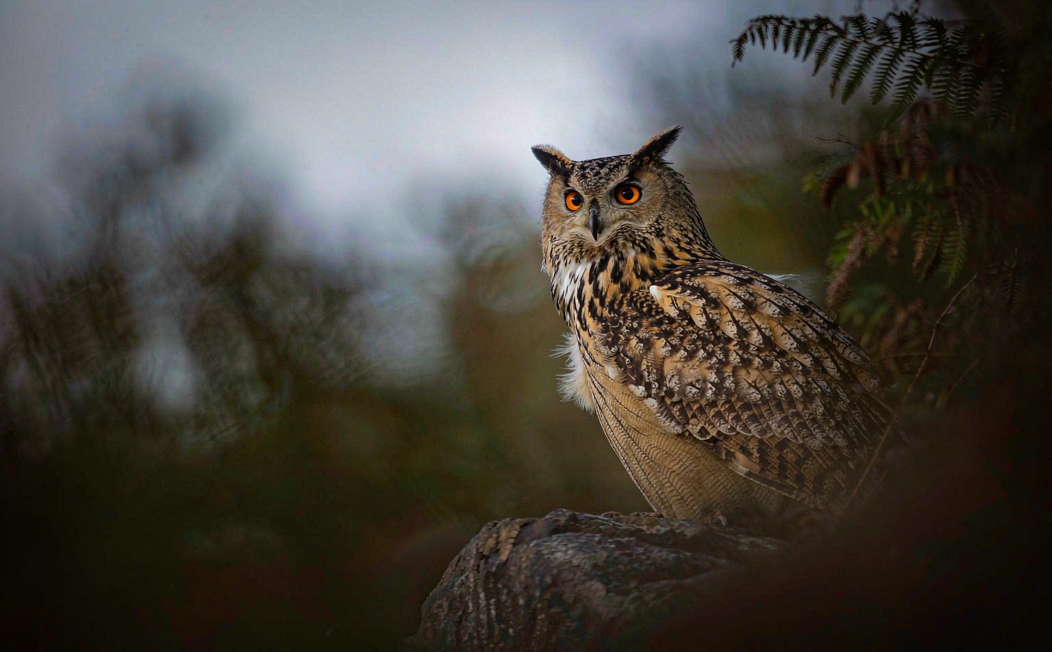 Eurasian Eagle-Owl (Bubo bubo) perched on a rocky ledge