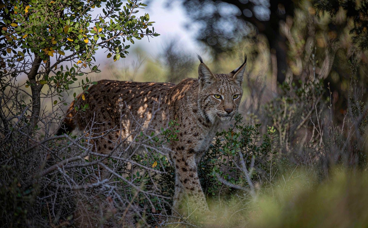Iberian Lynx (Lynx pardinus) in Mediterranean scrub