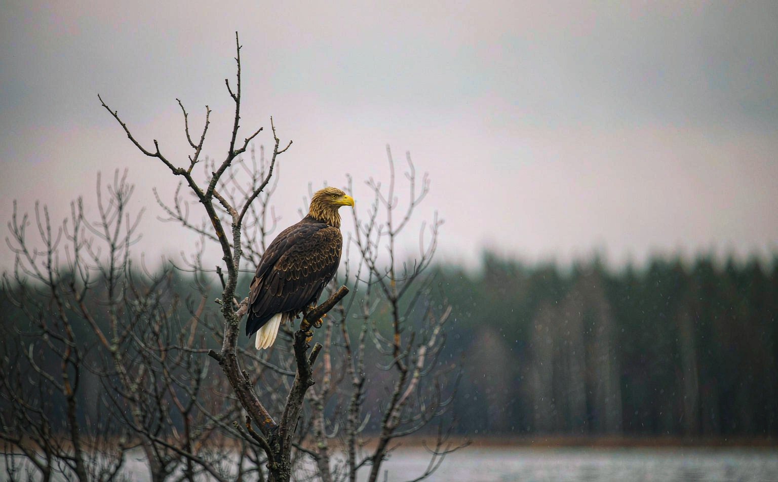 White-tailed Eagle (Haliaeetus albicilla) on a dead tree by a lake