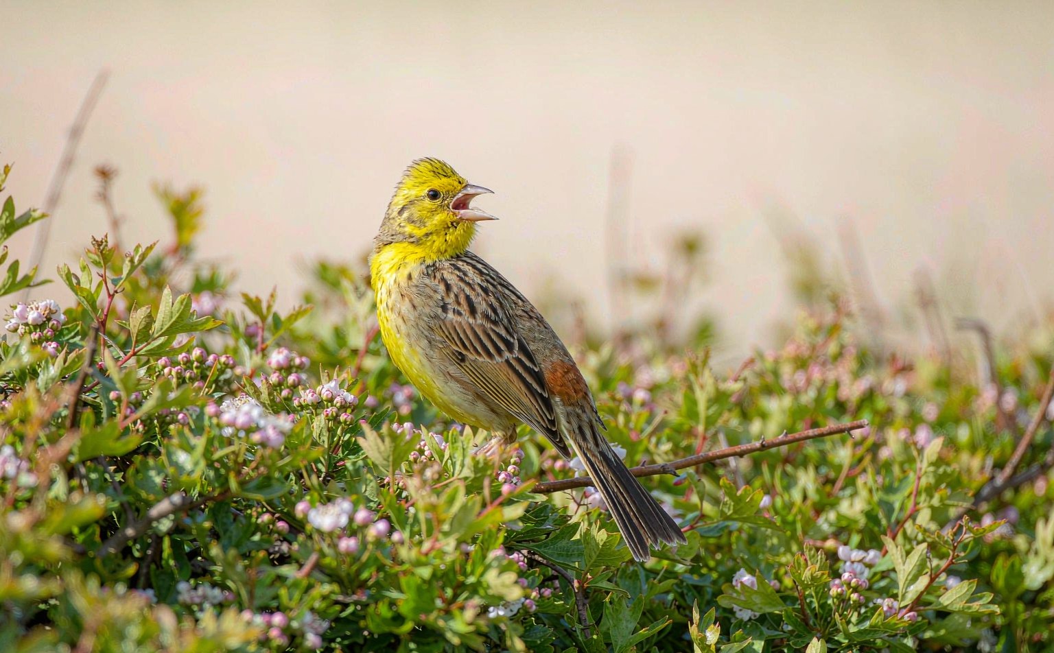 Male Yellowhammer (Emberiza citrinella) singing on a hedge