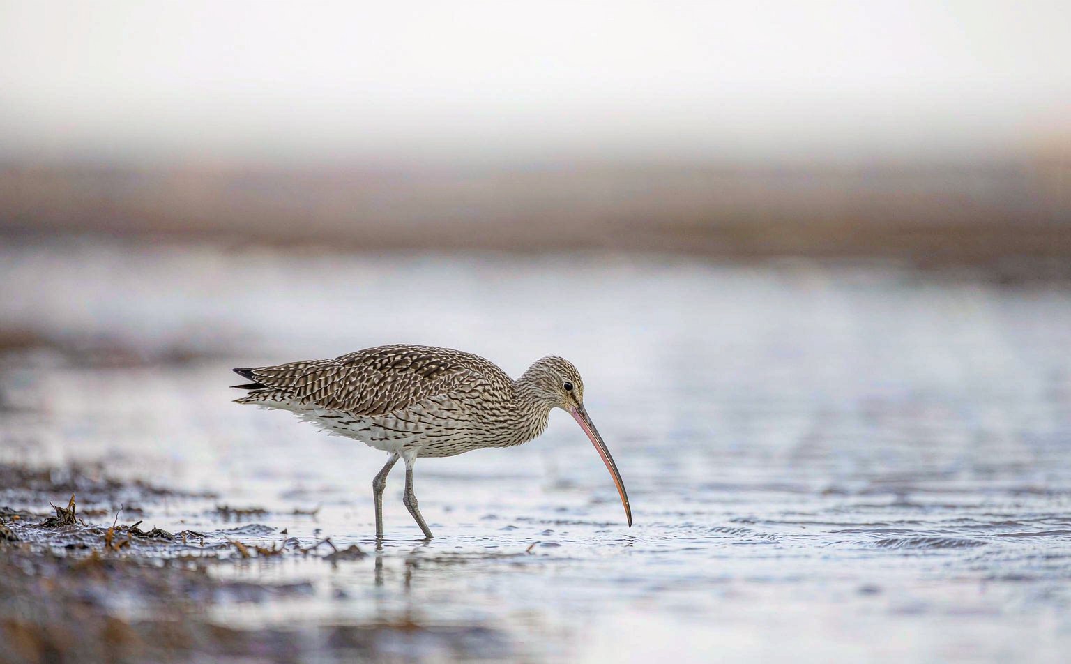 Eurasian Curlew (Numenius arquata) on a coastal mudflat