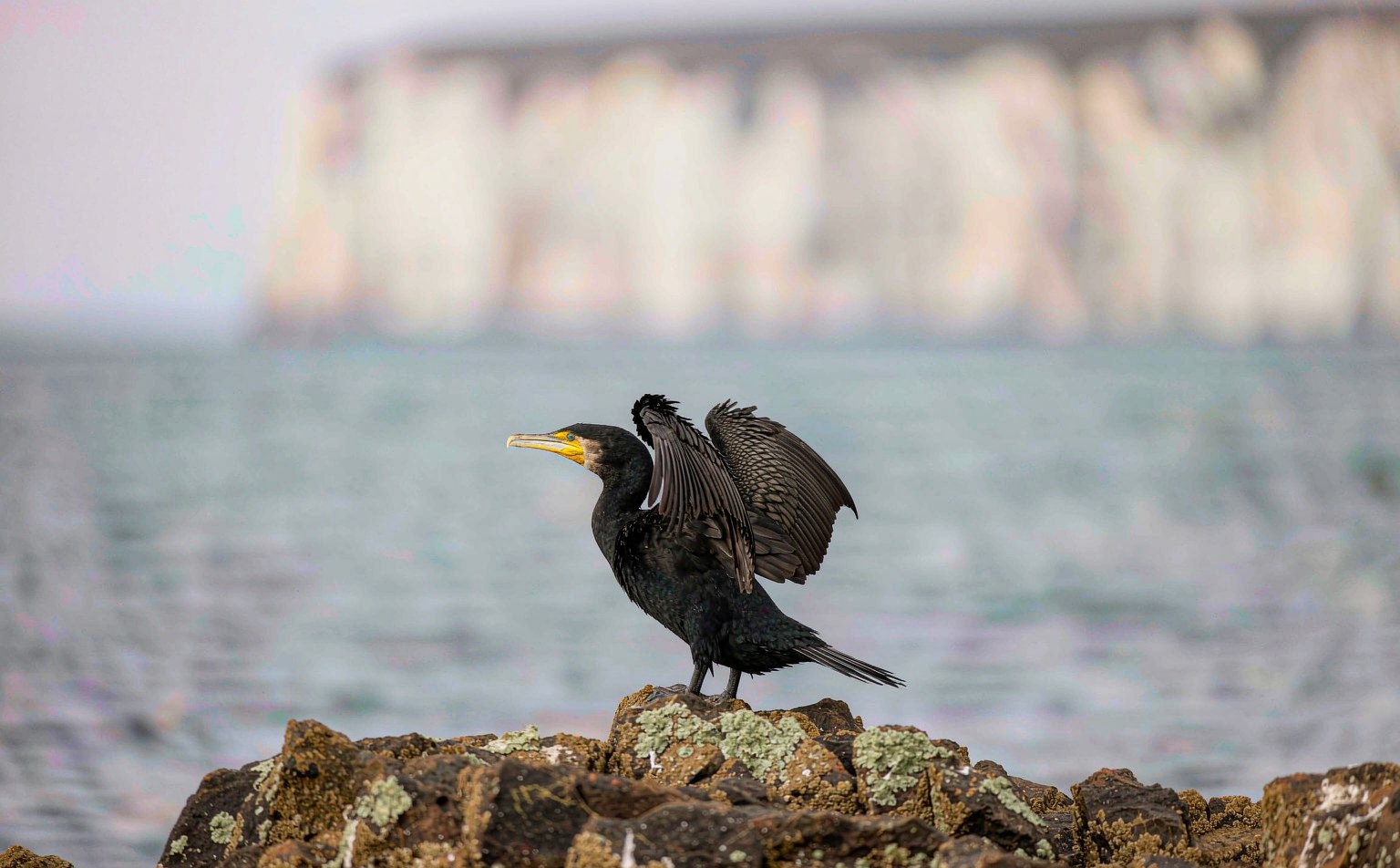 Great Cormorant (Phalacrocorax carbo) with wings spread to dry