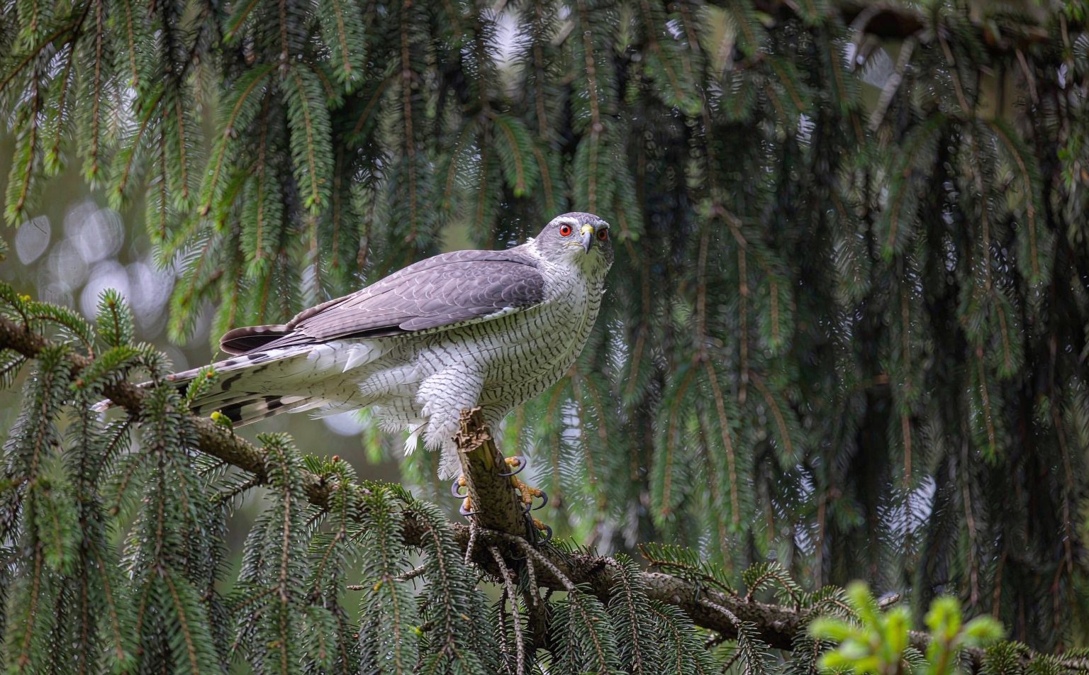 Northern Goshawk (Accipiter gentilis) perched in a conifer