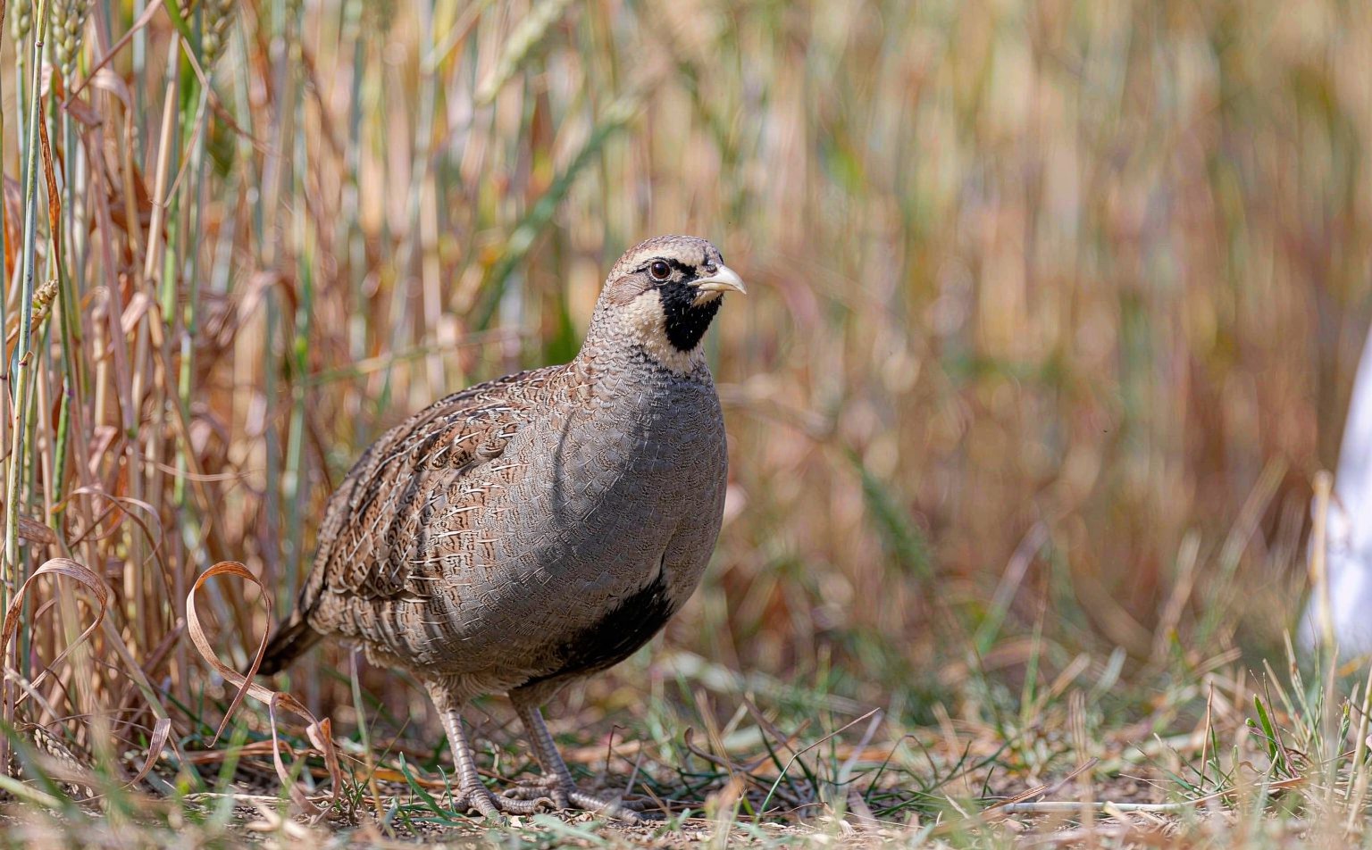 Grey Partridge (Perdix perdix) in a wheat field
