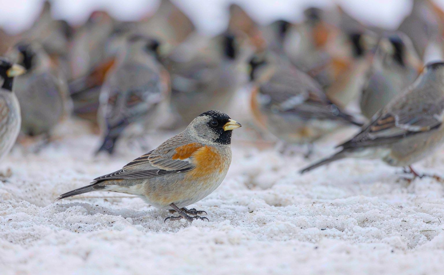 Brambling (Fringilla montifringilla) on snowy ground in winter