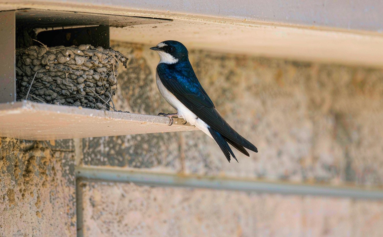 Common House Martin (Delichon urbicum) under an eave by its mud nest