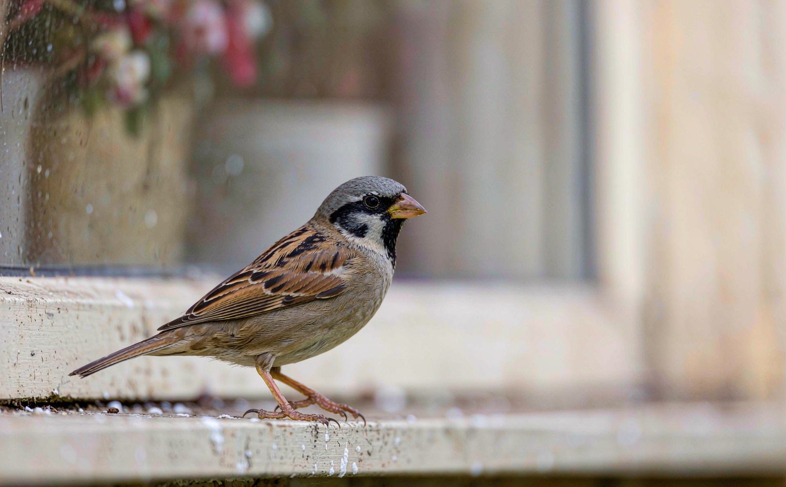Male House Sparrow (Passer domesticus) on a windowsill