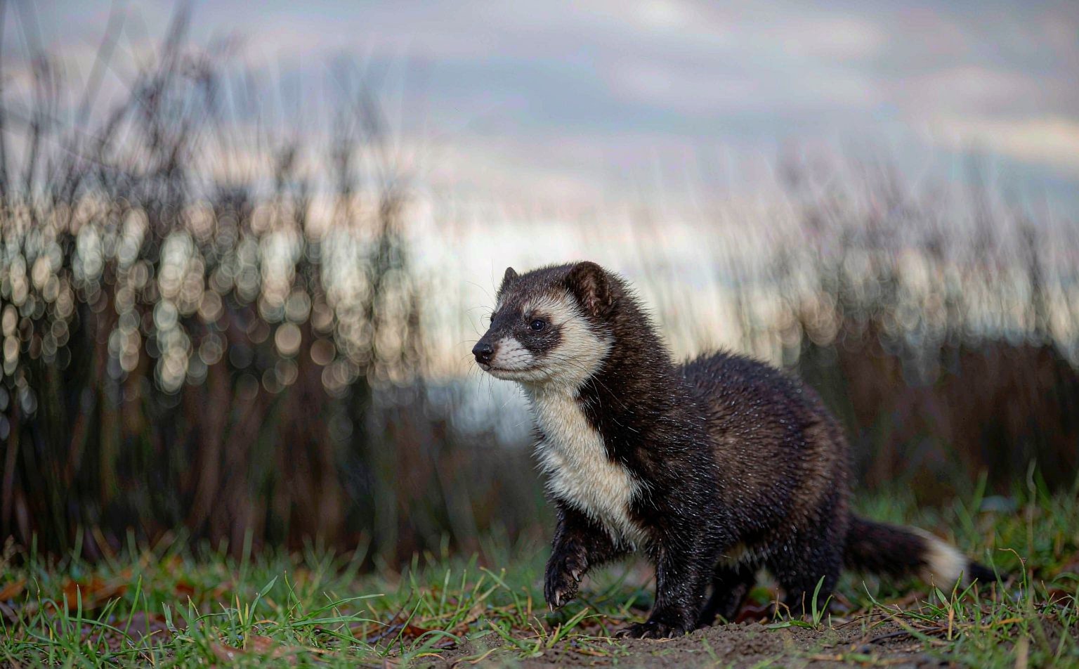 European Polecat (Mustela putorius) in a reed bed