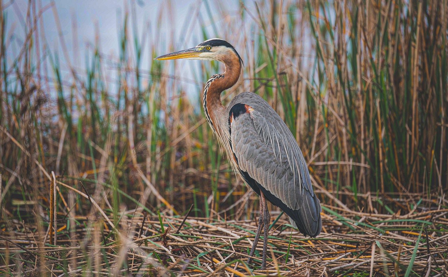 Purple Heron (Ardea purpurea) standing in a reed bed