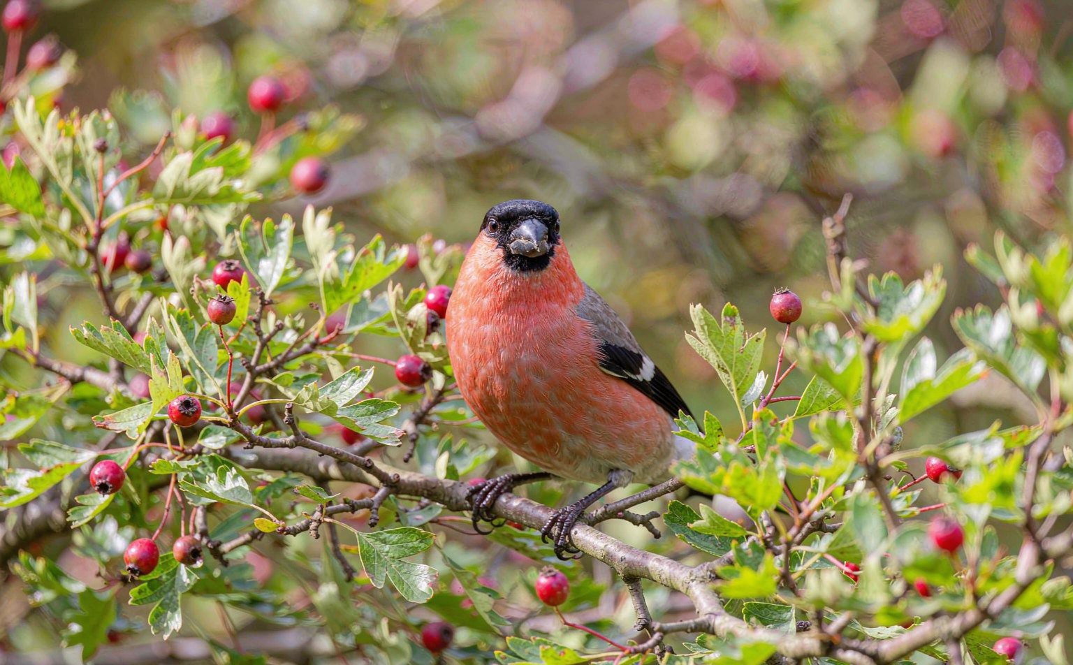 Male Eurasian Bullfinch (Pyrrhula pyrrhula) in a hawthorn tree