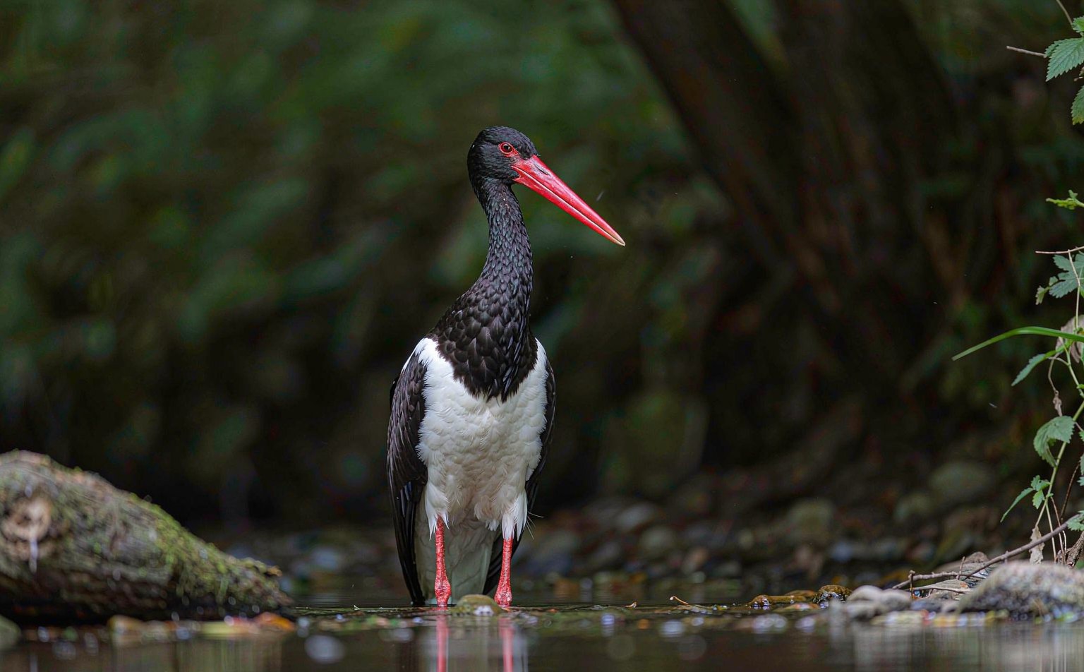 Black Stork (Ciconia nigra) standing in a forest river