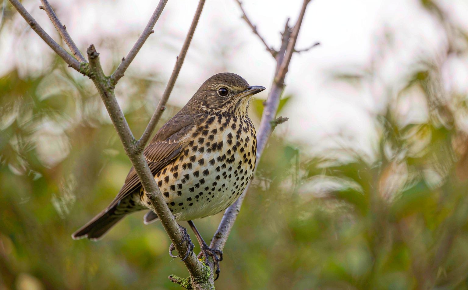 Song Thrush (Turdus philomelos) perched on a garden branch