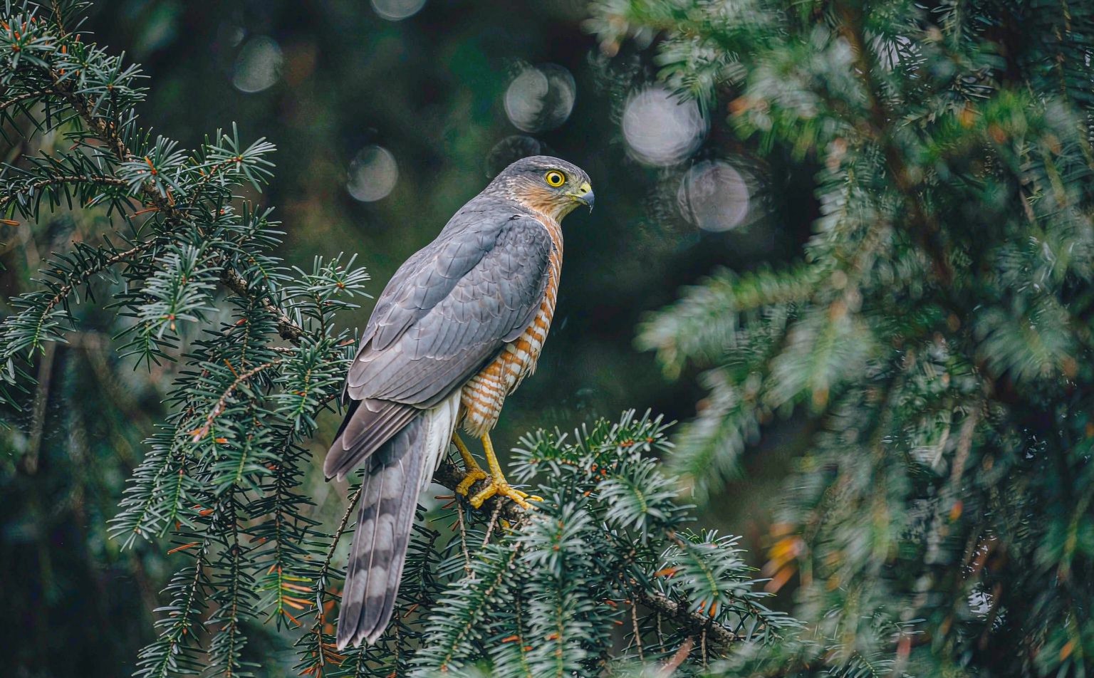 Eurasian Sparrowhawk (Accipiter nisus) perched in a conifer