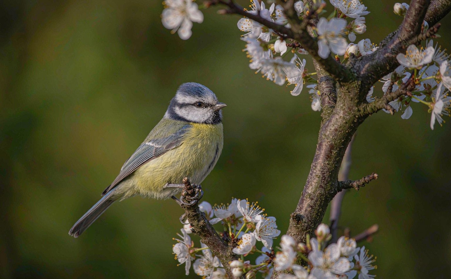 Close-up photograph of blue-tit