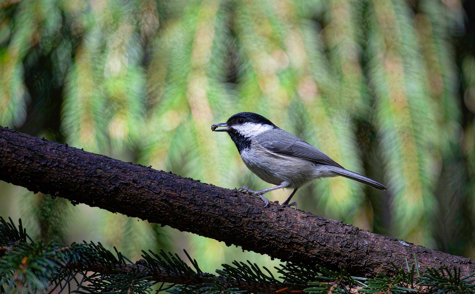 Close-up photograph of coal-tit
