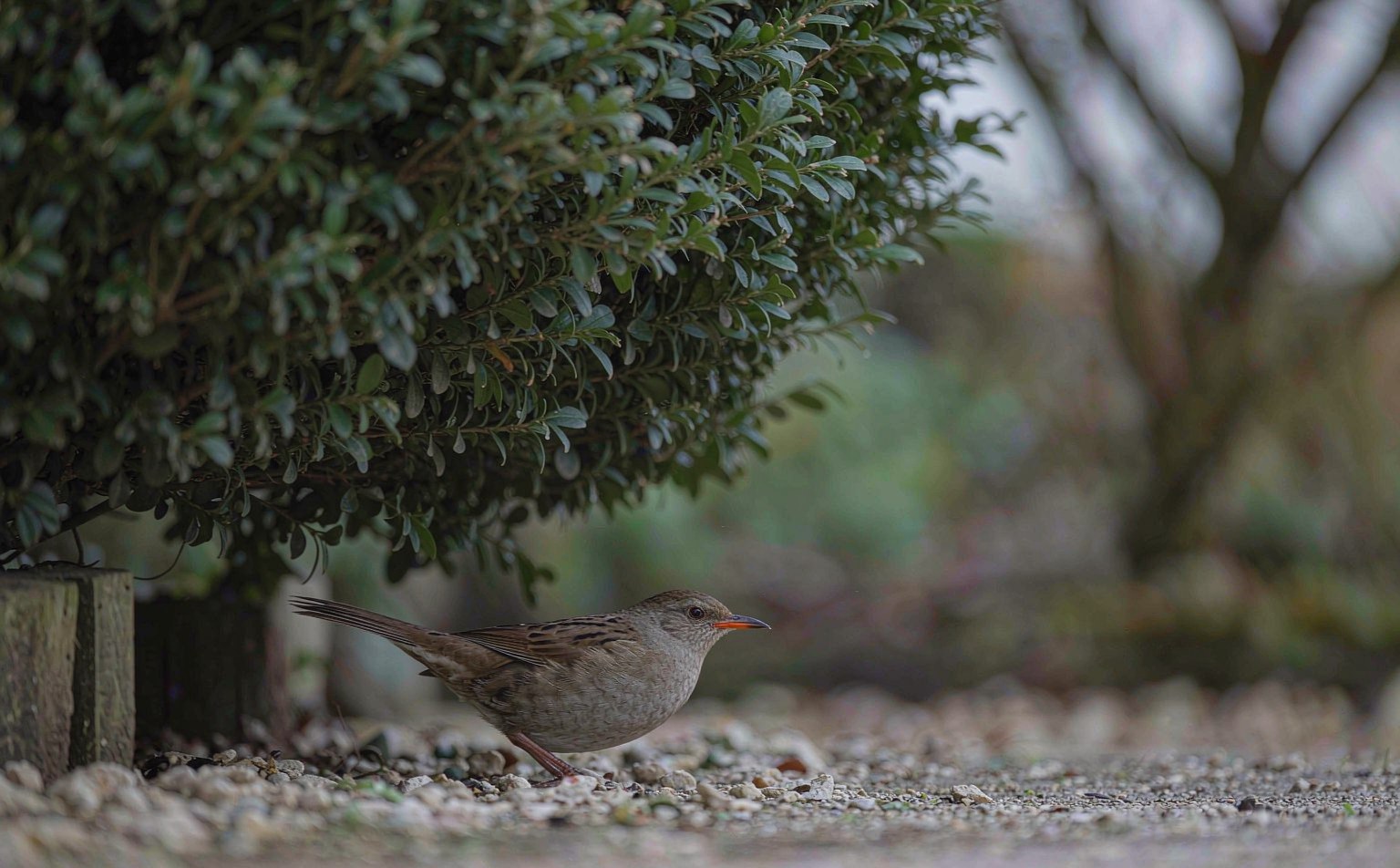 Close-up photograph of dunnock