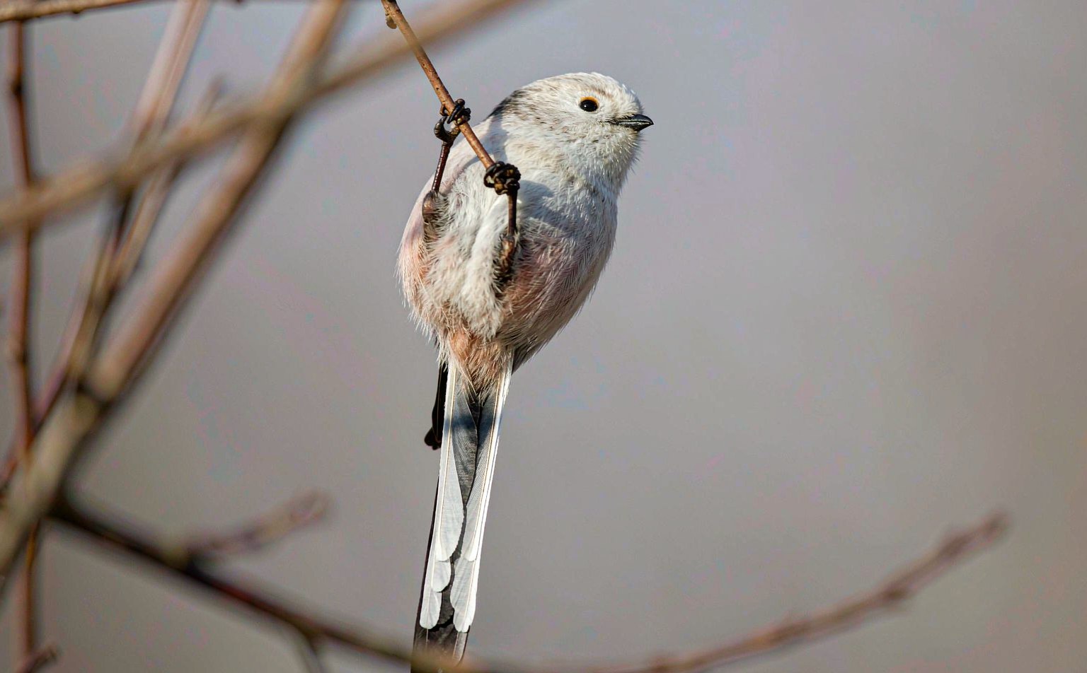 Close-up photograph of long-tailed-tit