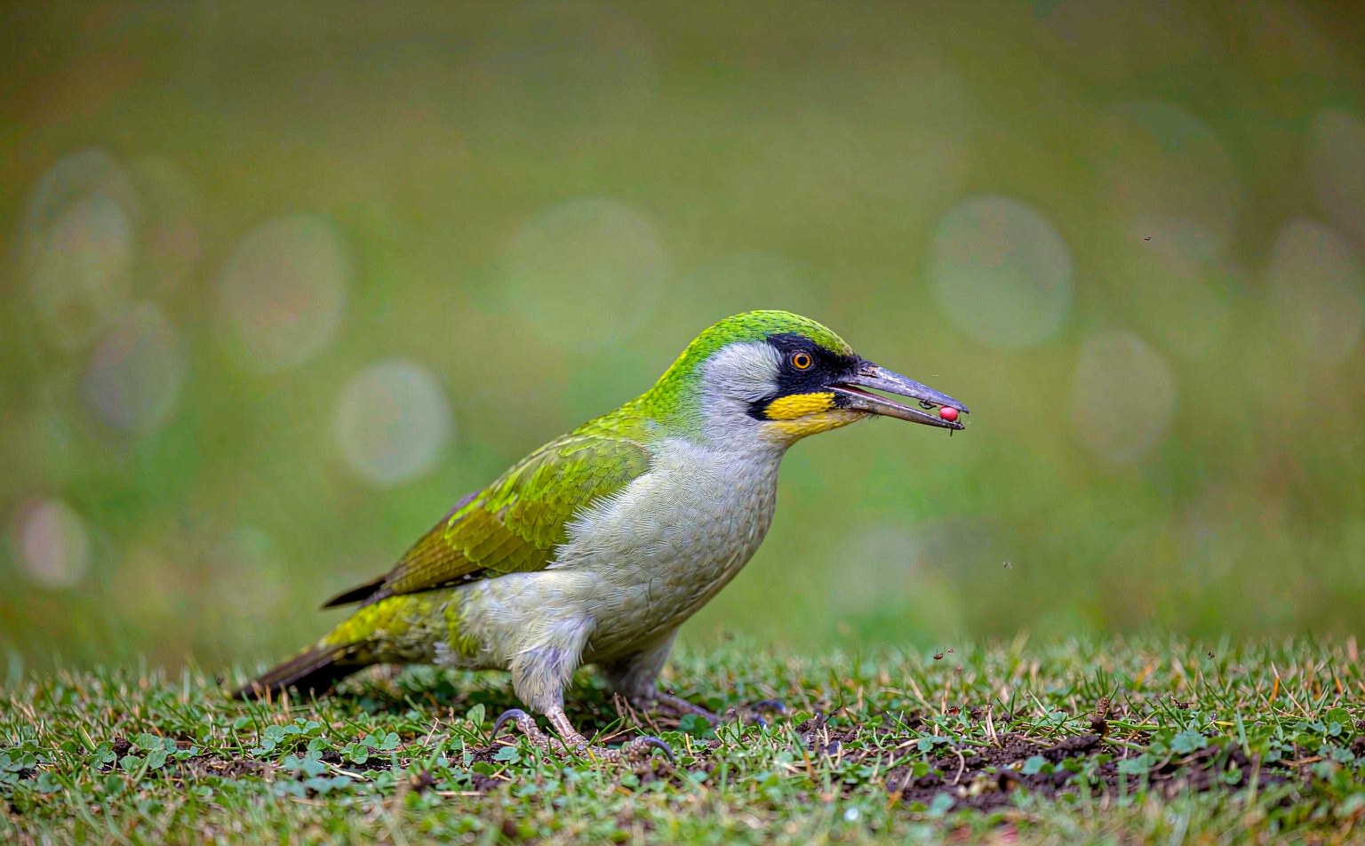 Close-up photograph of green-woodpecker